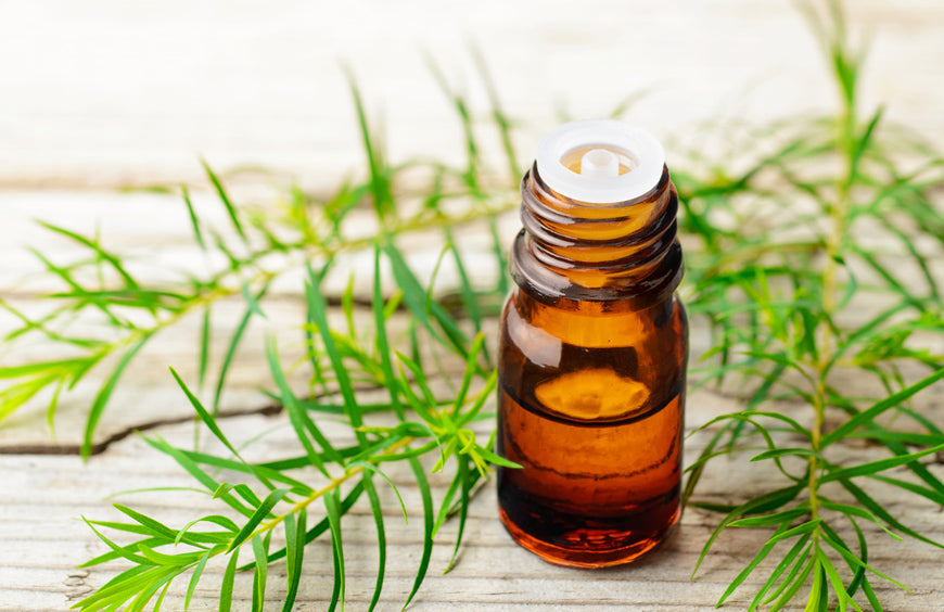 Çfarë është vaji i pemës së çajit?